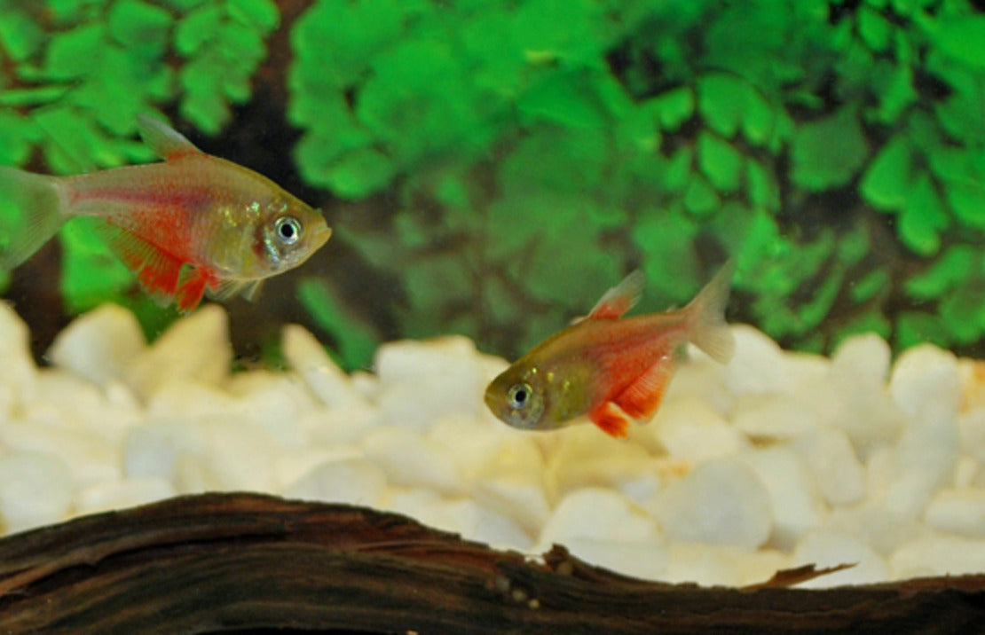 Orange Von Rio Tetra med