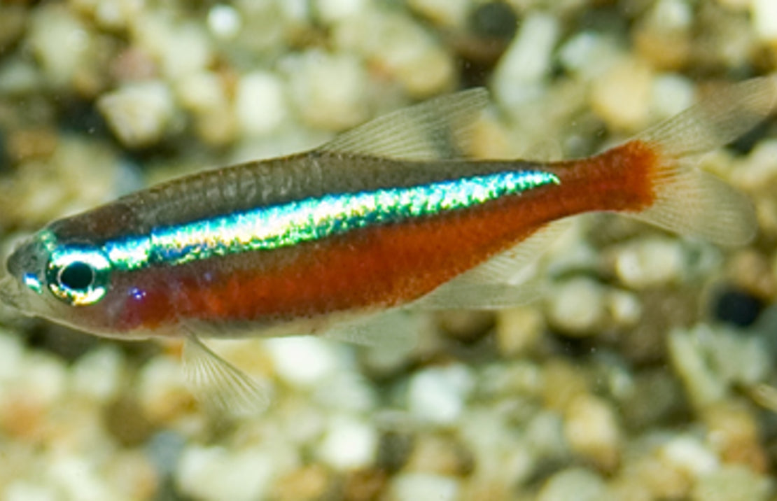 Cardinal Tetras Jumbo (Wild)