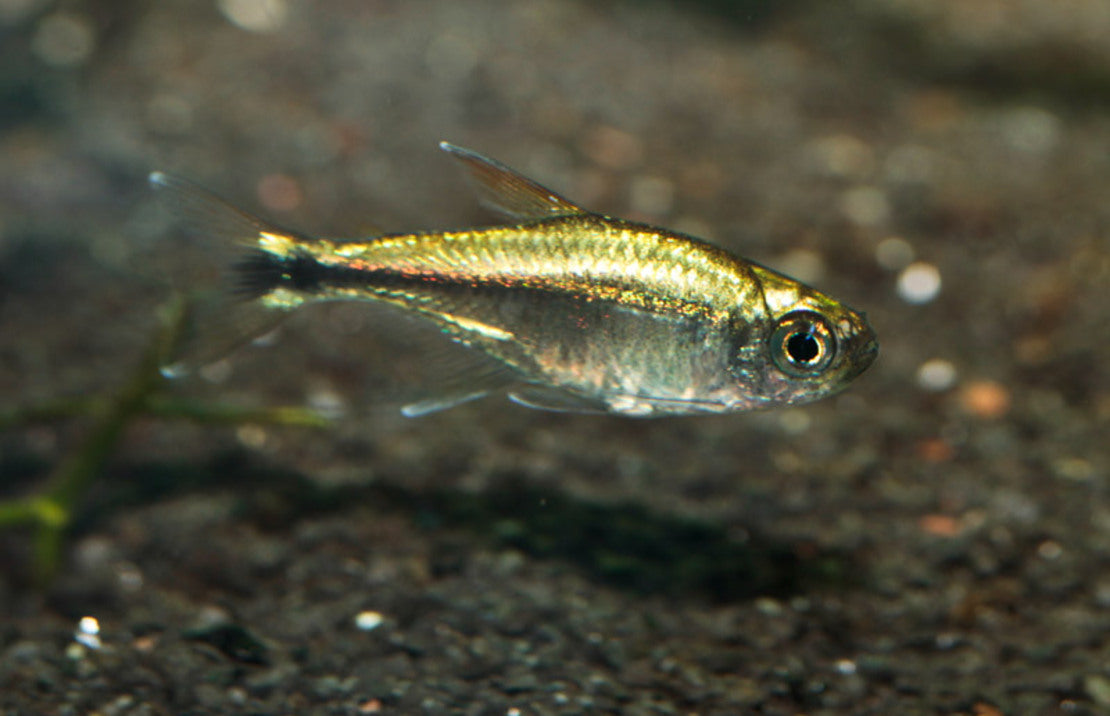 Gold Tetra Colombia sm