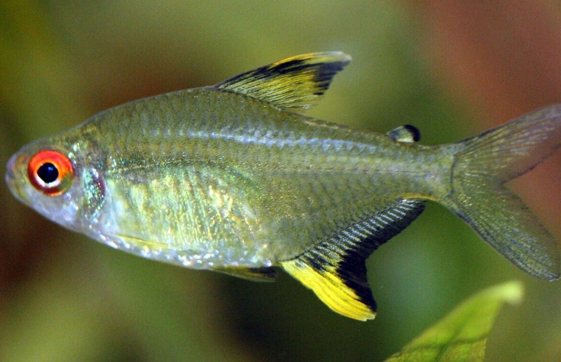 Lemon Tetra s/m