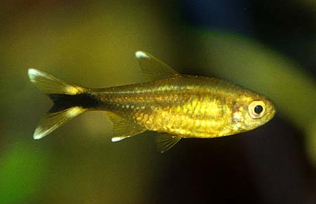 Silvertip Brass Tetra med
