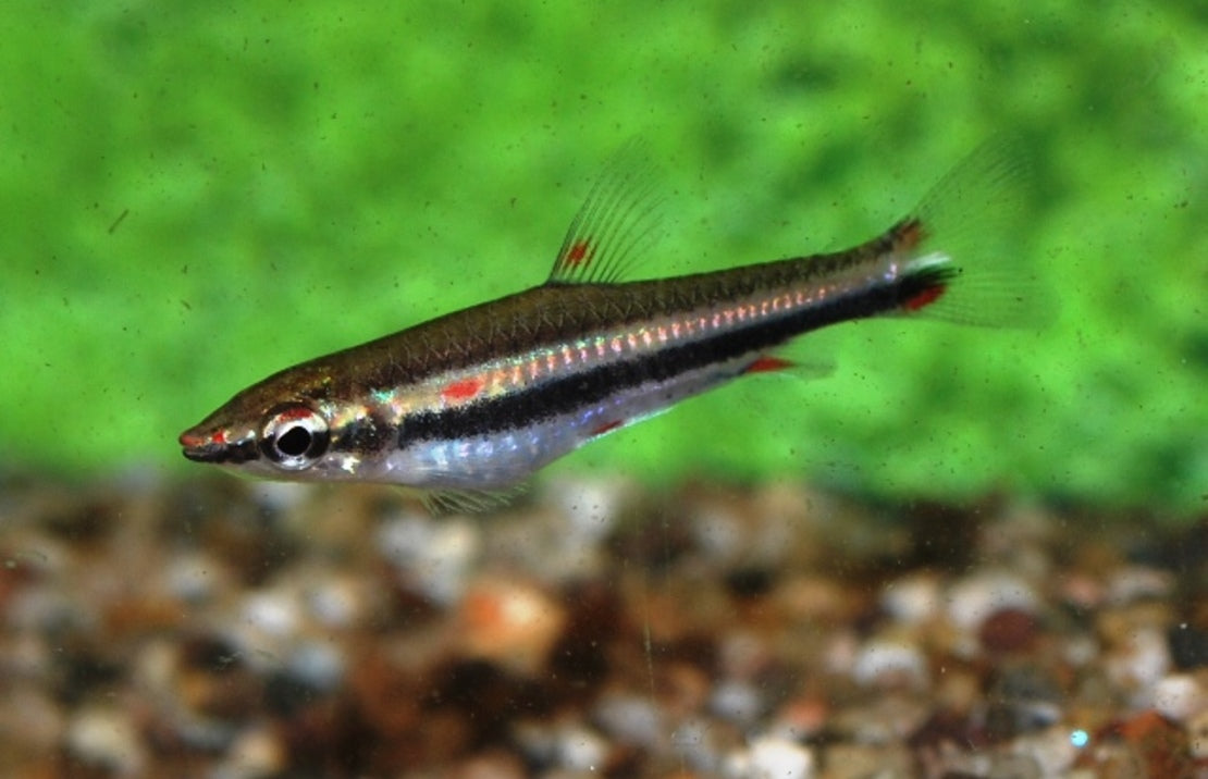 Trifasciatus Pencil lg