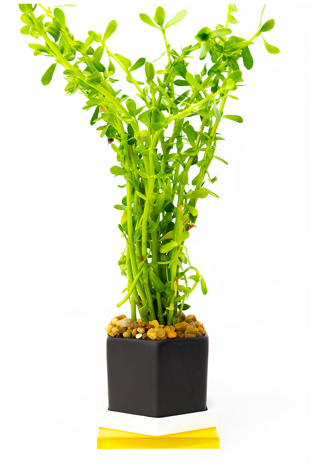 Bacopa Monnieri 'Moneywort'