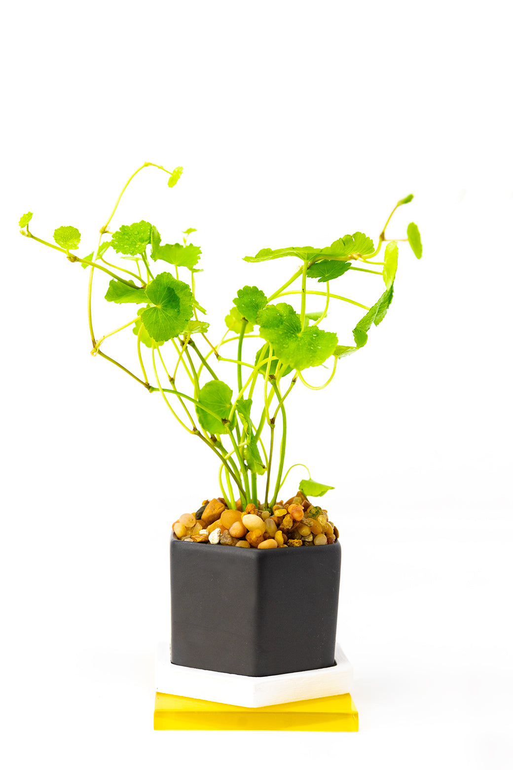 Brazilian Pennywort