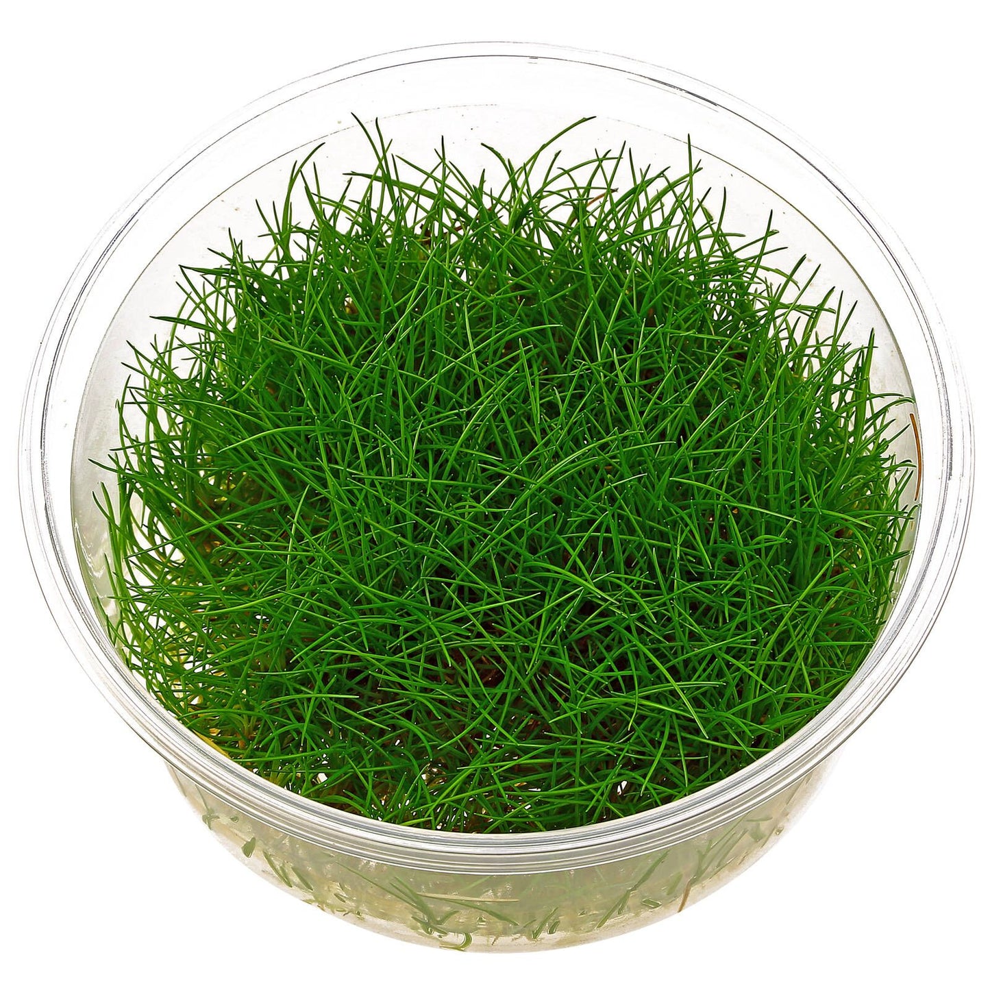 Eleocharia Parvula T/C Cup