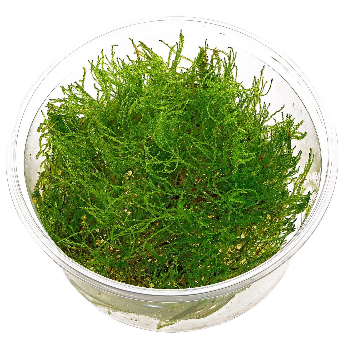 Taxiphyllum 'Taiwan Moss' T/C Cup