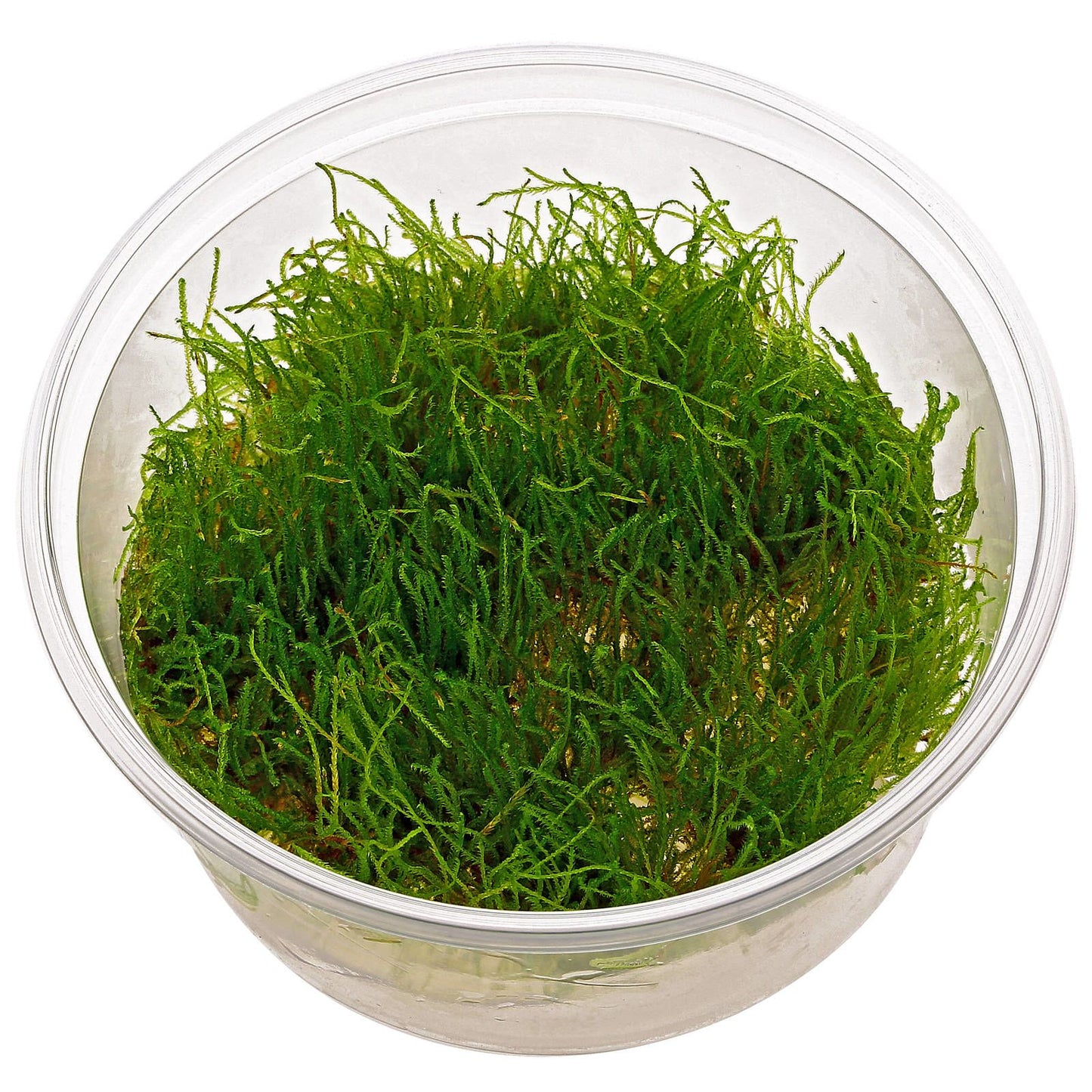 Taxiphyllum 'Giant' T/C Cup