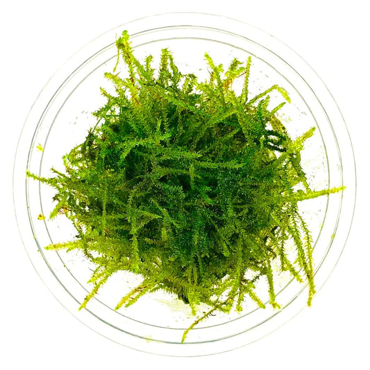 Taxiphyllum Berbieri T/C Cup