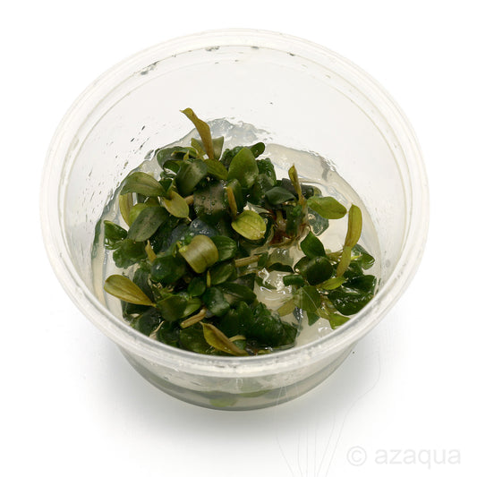 Bucephalandra sp 'Batang Kawa' T/C Cup