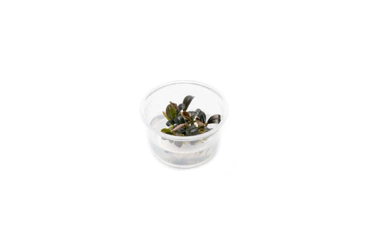 Bucephalandra brownie 'Ghost' T/C Cup
