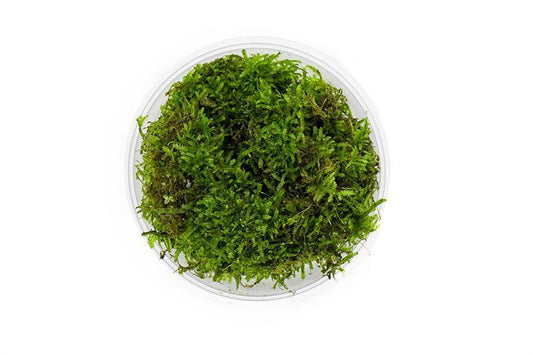 Christmas Moss T/C Cup