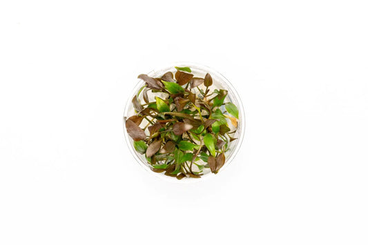 C. Undulatus Red T/C Cup