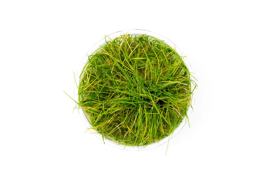 Eleocharis Acicularis T/C Cup