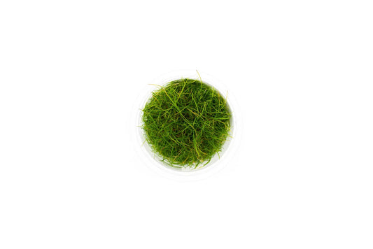 Eleocharis Acicularis Mini T/C Cup